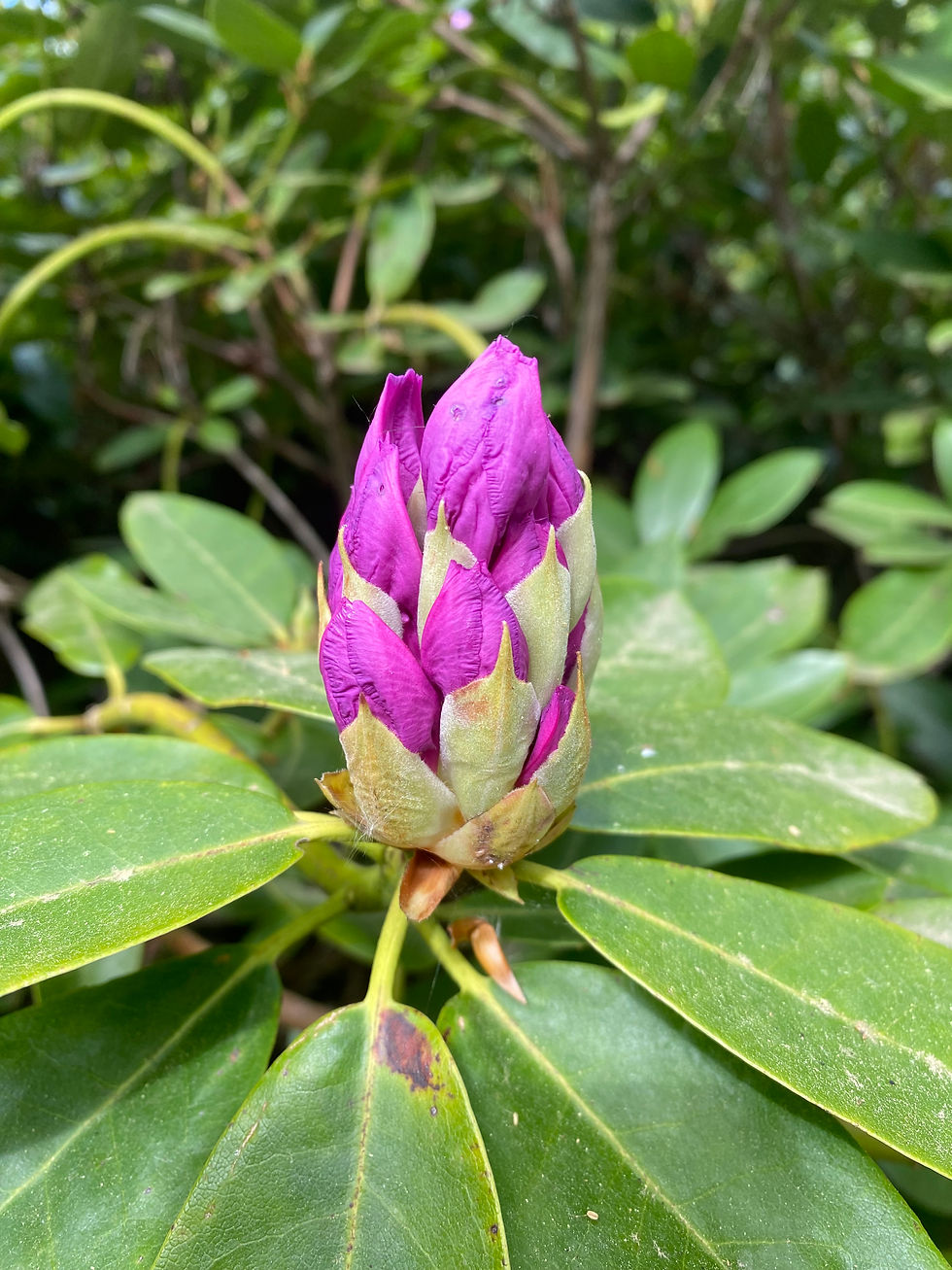 Rhododendron wedstrijd: Maandag 25 mei, 2e Pinksterdag