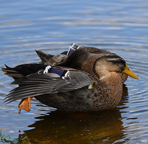 wildlifeduck1.jpg