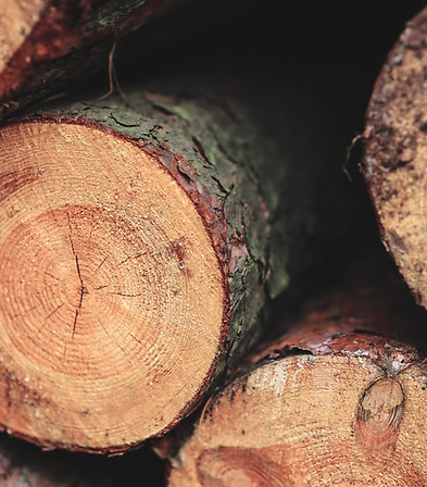 Closeup of freshly cut logs