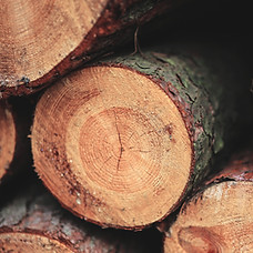 Closeup of freshly cut logs