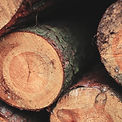 Closeup of freshly cut logs