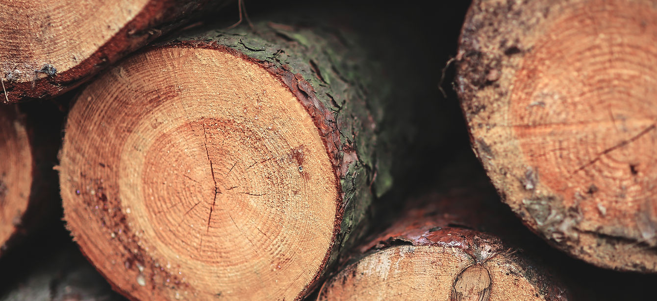Closeup of freshly cut logs