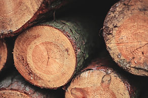 Closeup of freshly cut logs for sale