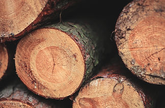Closeup of freshly cut logs