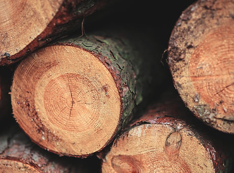 Closeup of freshly cut logs
