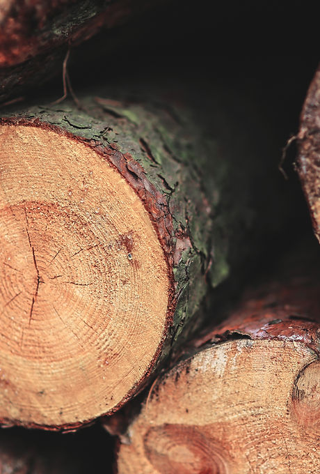 Closeup of freshly cut logs