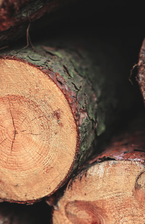 Closeup of freshly cut logs