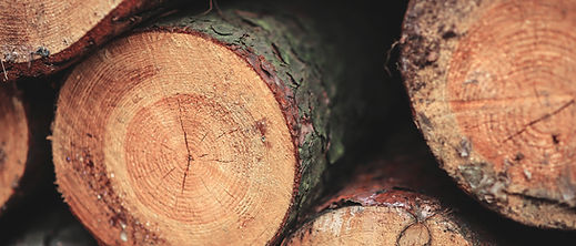 Closeup of freshly cut logs