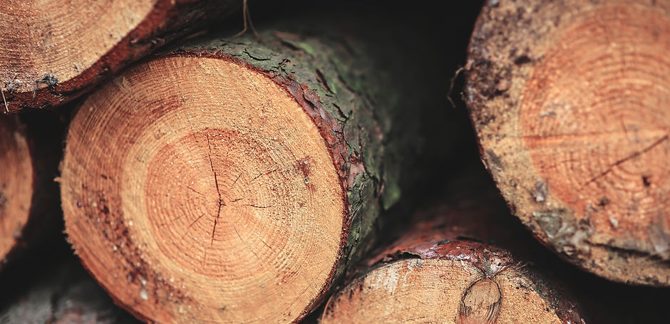 Closeup of freshly cut logs