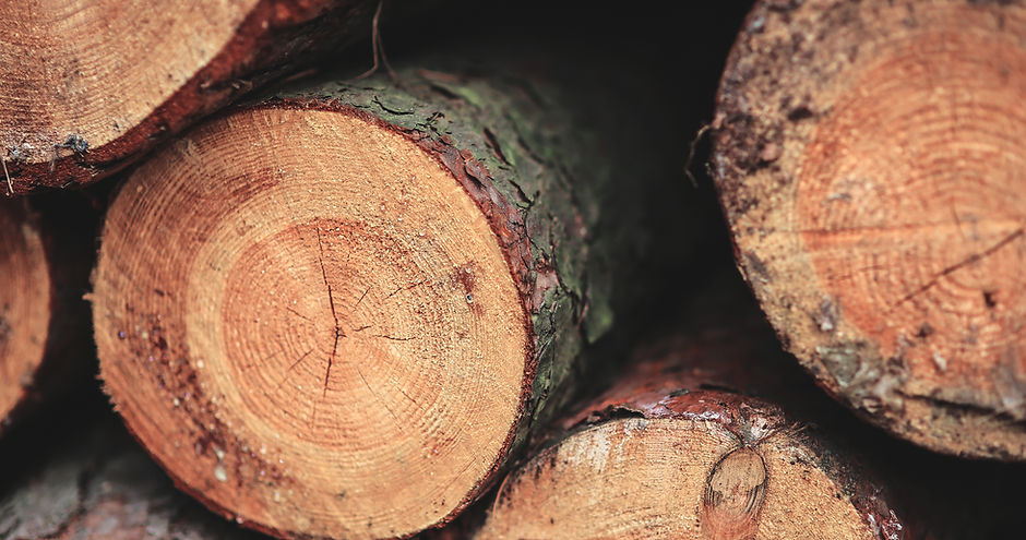 Closeup of freshly cut logs