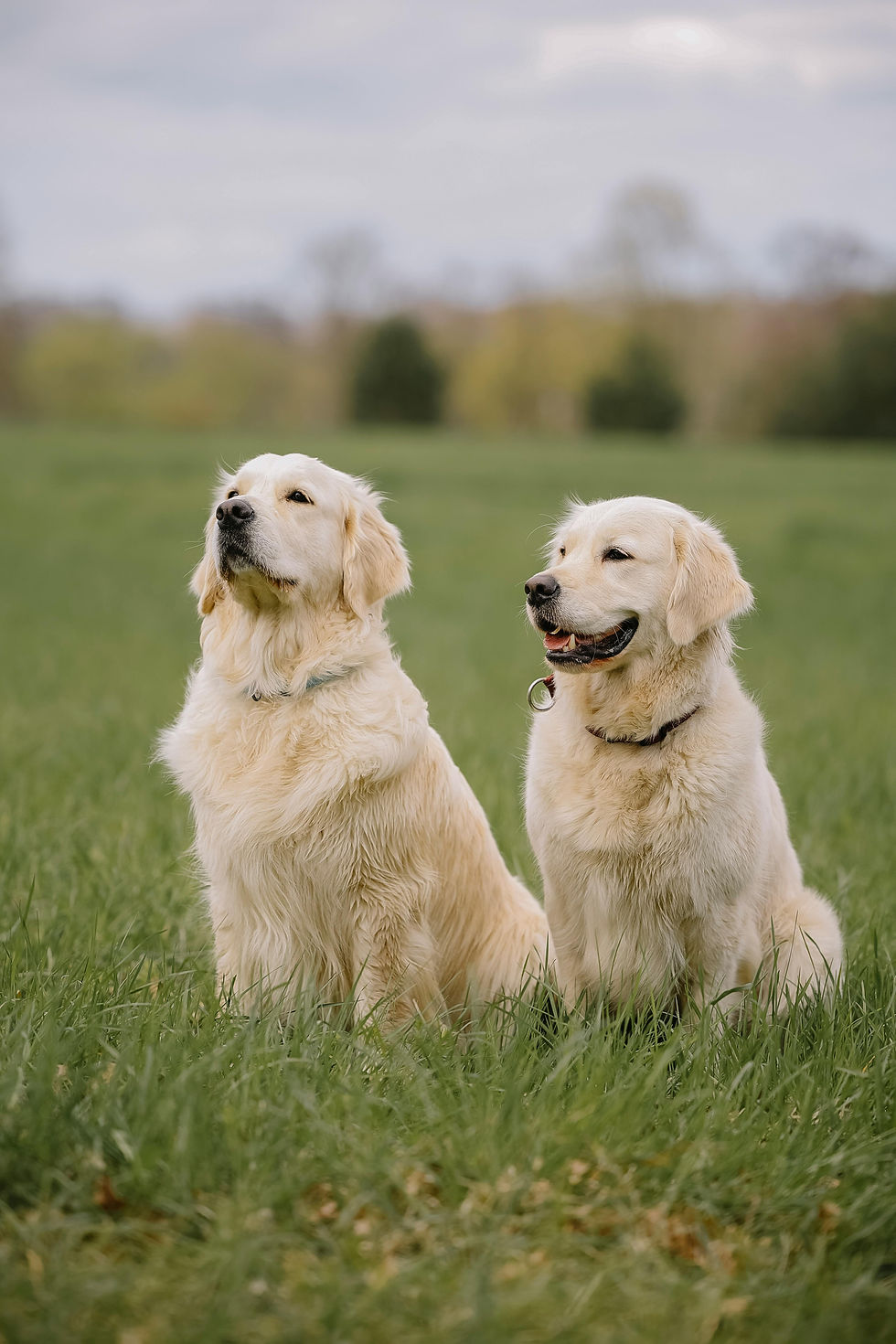 Dogs breeders