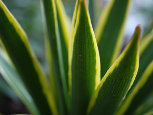 Captivating Easy-to-Grow Plants to Enhance Your Home Decor with Stunning Images