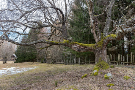 The Useless Tree.