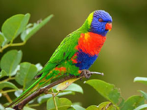 Penyakit Pada Burung Nuri Yang Harus Diketahui