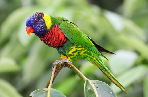 Jenis Makanan Burung Nuri Dan Cara Menjinakkannya