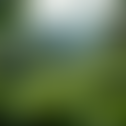 Genesis Coffee: Quality and Sustainability Combined