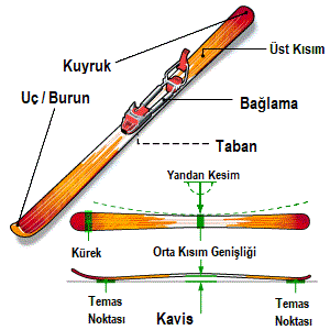 snow-ski-illustration.gif