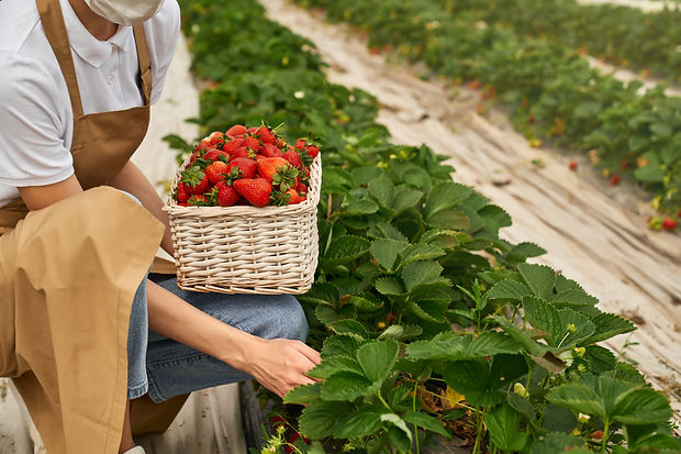 ripe-bluebberies-southern-blueberrie-farm.jpg