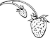 SBerry_edited.png