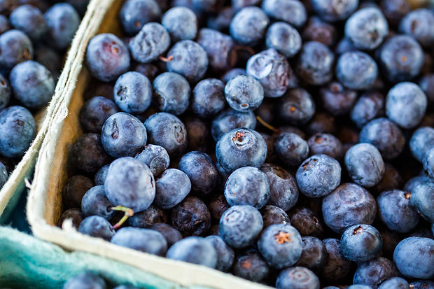 ripe-bluebberies-southern-blueberrie-farm.jpg