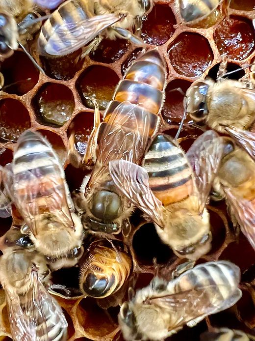 honey bee kingⅡ Queen Bees | Little Wing