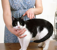 アニマルコミュニケーション,アニマルコミュニケーション講座