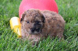 merle mini whoodle for sale puppy
