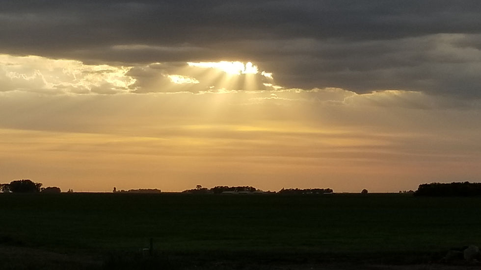 sunset over puppies