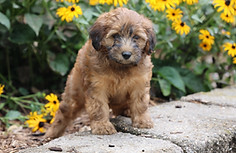 mini whoodle dog that does not shed