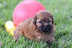 wheaten terrier mini puppy for sale