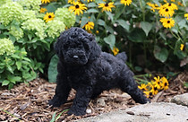 black mini doodle puppy
