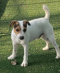 Parson Smooth Coat Terrier
