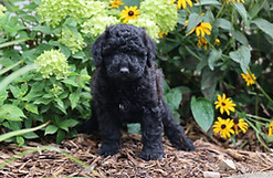black mini doodle non shedding dog
