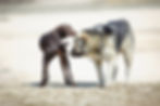 Comprendre son chien