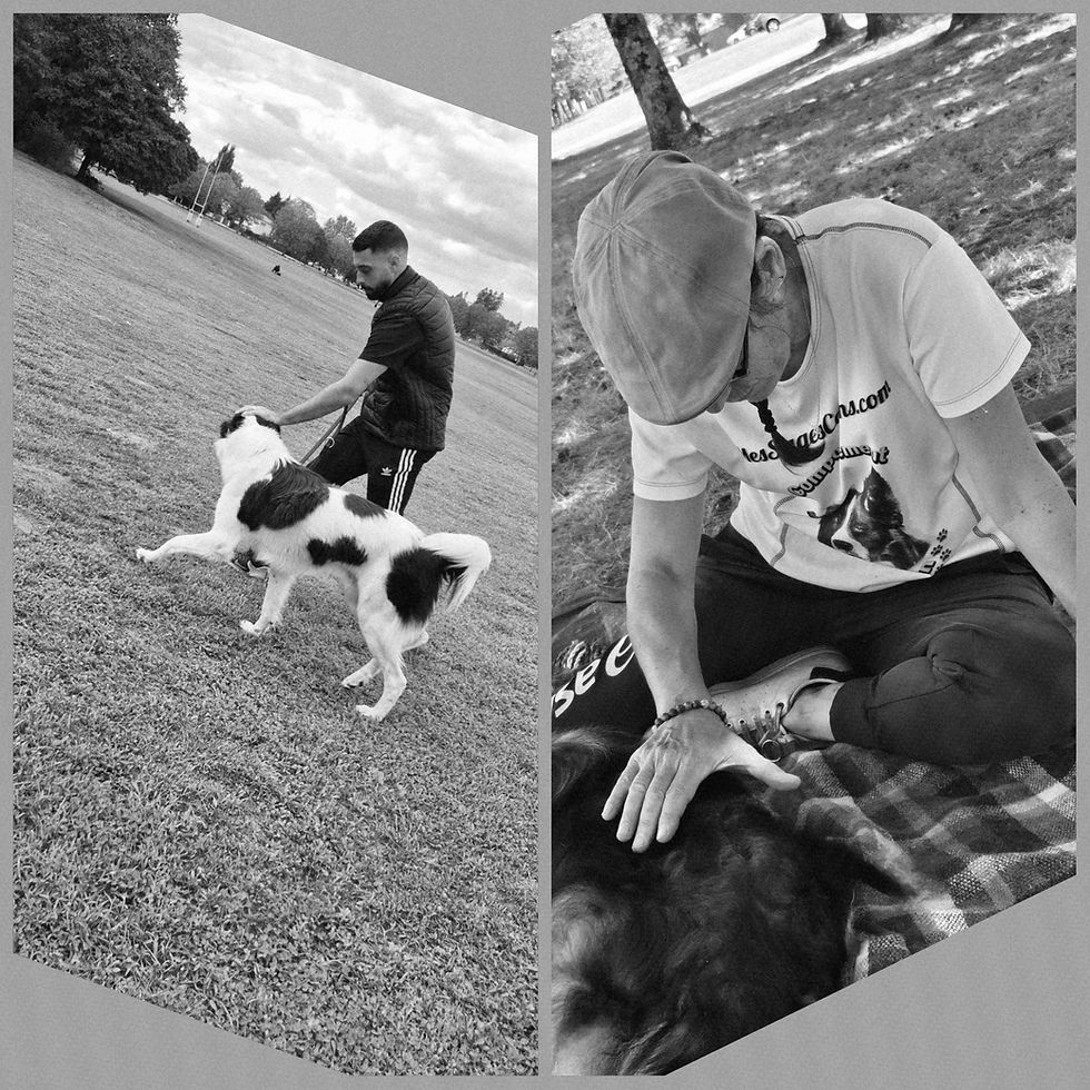 Chien en cours d'éducation canine avec un comportementaliste canin et un kinésiolgue animalier en pleine séance avec un shetland