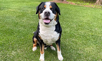 Koda