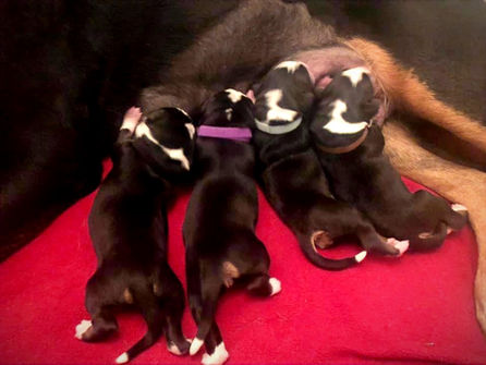 Theo pups @ Remington's Pride!