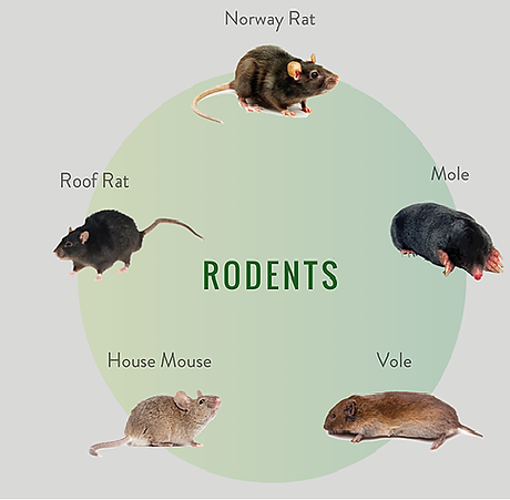 Pest Control, exterminator, bed bug treatment, termite treatment, termite inspection, rodent control, wasp nest removal, ant exterminator, ant control, flea treatment, bee removal, Pest Control Vernon, Vernon Pest Control, Pest Control Kelowna, Kelowna Pest Control, Okangan Pest Control, Pest Control Vernon bc,