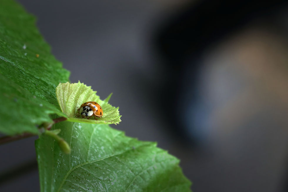 DONT WALK ON BY by Helen Burton