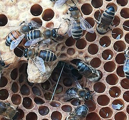 Bees raising a new queen in the longer cell (left-middle)