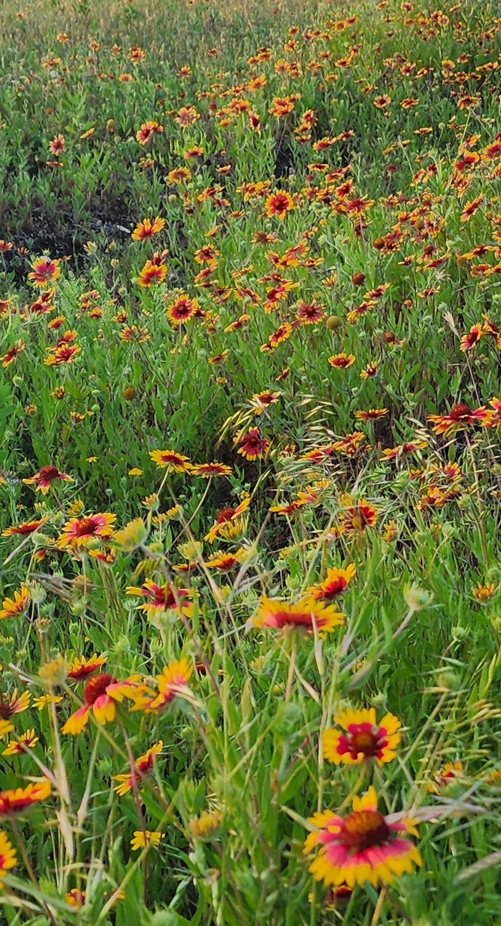 Field of gallardia wildflowers