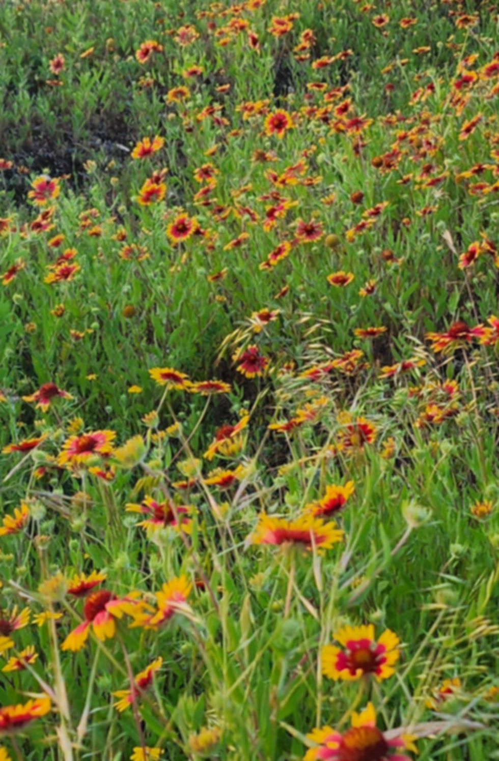 Field of gallardia wildflowers