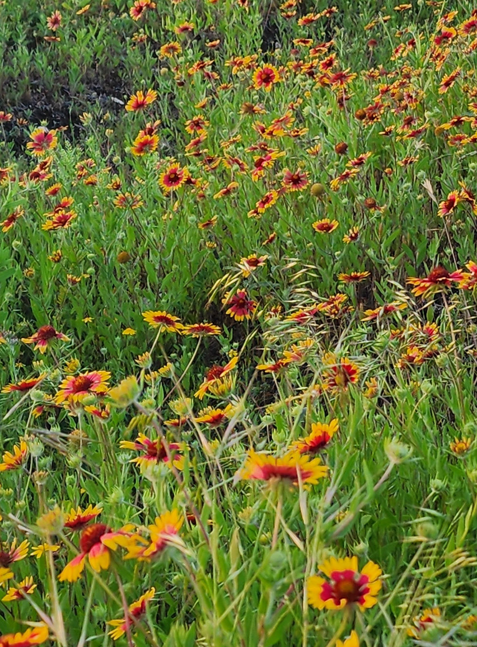 Field of gallardia wildflowers