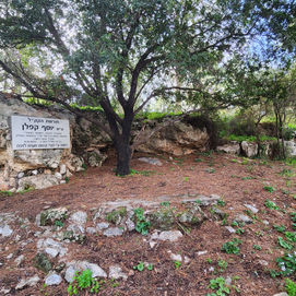 פינת יוסף קפלן ביער מענית.jpg