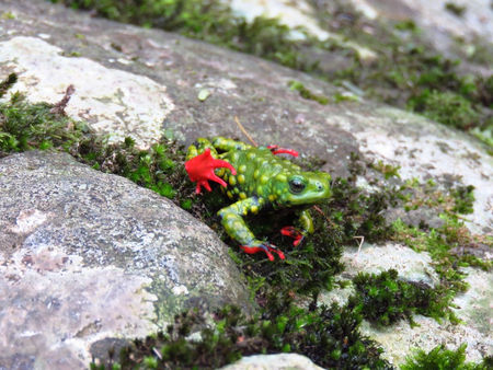 Uma espécie micro endêmica globalmente ameaçada que oferece macrodesafios