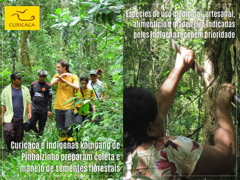 Curicaca e indígenas kaingang de Pinhalzinho preparam coleta e manejo de sementes florestais