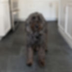 Curly-haired black dog standing on dark tiled floor in a white kitchen.
