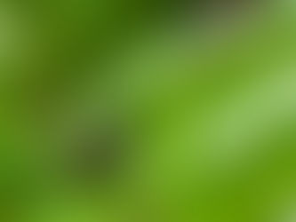 Brighton Wildlife Survey