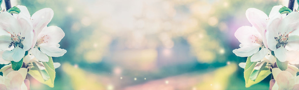 Photo of cherry blossom