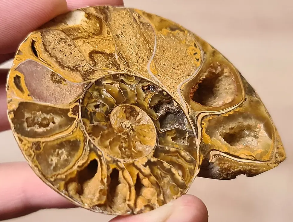 Gespaltene kleine Muschel-Ammoniten-Fossilienprobe